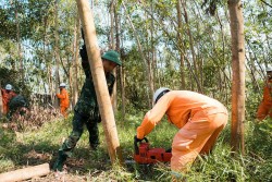 PC Nghệ An giải phóng hành lang an toàn, xử lý khiếm khuyết lưới điện cao áp