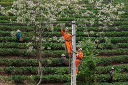 EVNNPC hoàn thành xuất sắc toàn diện các chỉ tiêu năm 2025