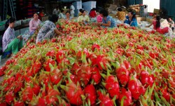 Làm rõ phản ánh Ấn Độ tạm ngừng nhập khẩu một số nông sản Việt Nam