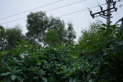 Xử lý vi phạm hành lang lưới điện ở Nghệ An gặp khó