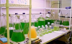 Triển vọng của nhiên liệu sinh học từ tảo