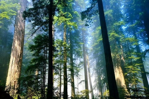 Giảm khí thải nhà kính thông qua bảo vệ tài nguyên rừng