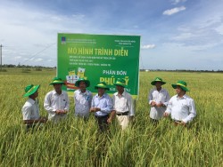 Phân bón Phú Mỹ giúp cây lúa tại Quảng Trị tăng năng suất