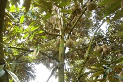 Phân bón Phú Mỹ giúp cây sầu riêng đạt năng suất cao