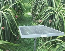 Agribank tài trợ vốn dự án điện mặt trời cho cây Thanh Long