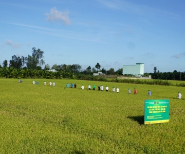 Phân bón Phú Mỹ mang lại hiệu quả trong sản xuất nông nghiệp bền vững tại Đồng Tháp