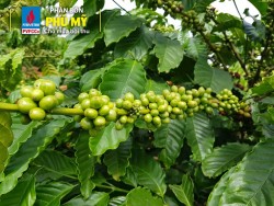 Cà phê Tây Nguyên ‘mê’ phân bón Phú Mỹ