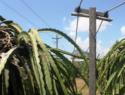 An toàn điện nông thôn tại Bình Thuận: Thực trạng và giải pháp
