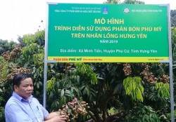 Nâng cao chuỗi giá trị Nhãn lồng Hưng Yên bằng phân bón Phú Mỹ