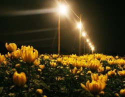Hỗ trợ nông dân tiết kiệm điện trong chong đèn hoa cúc