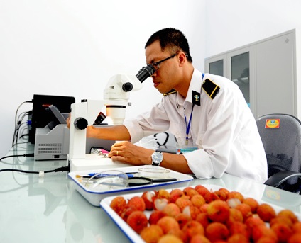 Chiếu xạ kiểm dịch bảo đảm năng lực xuất khẩu trái cây của Việt Nam