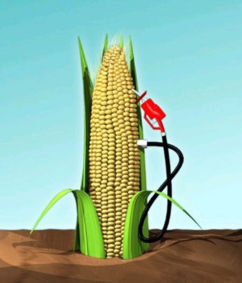 Ethanol có thể được sản xuất từ ngô