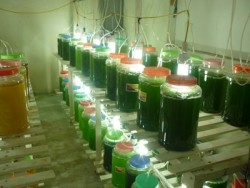 Phát triển nhiên liệu sinh học từ sinh khối vi tảo biển